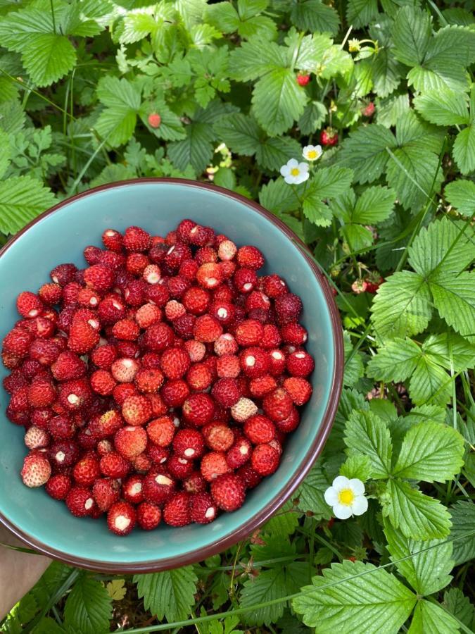 Vita Guesthouse Bajram Curri Eksteriør bilde